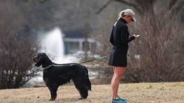 Hundexperten: Därför gör många hundägare samma vanliga misstag under promenaderna