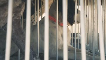 Två jakthundar dog i överhettad kåpa – norska jägare döms för bristande tillsyn
