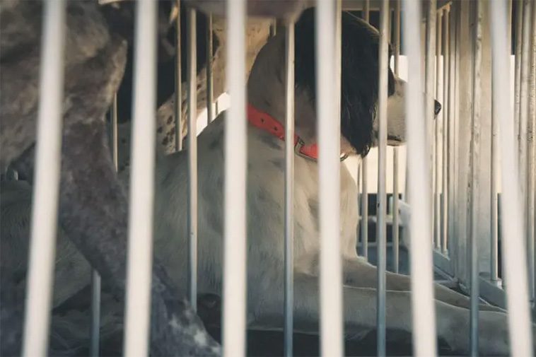 Två jakthundar dog i överhettad kåpa – norska jägare döms för bristande tillsyn
