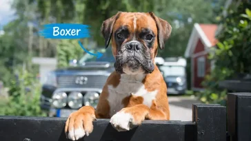 Boxern – en kraftfull och lojal följeslagare med en unik historia