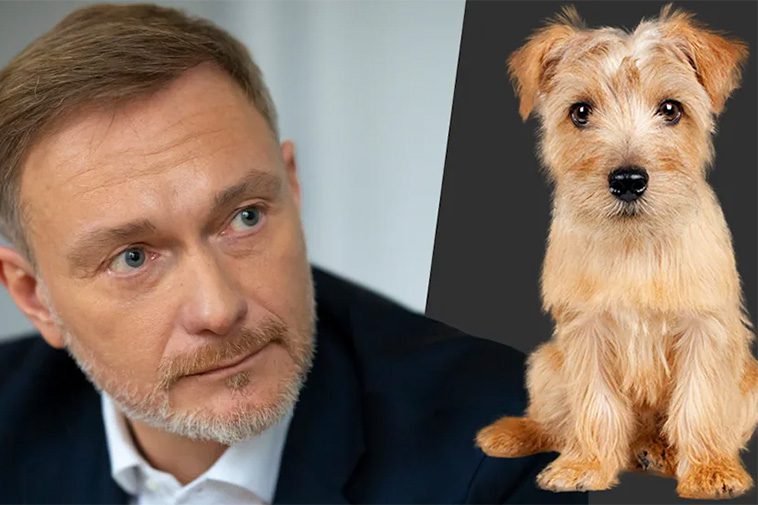 Hund omkom efter tragisk olycka – tidigare toppolitiker bakom ratten