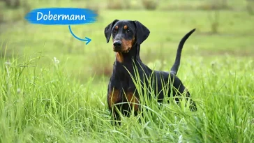 Dobermann – från fruktad vakthund till familjens kelgris
