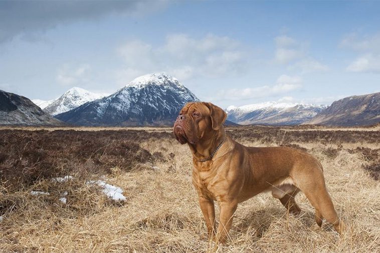 Hundraser: Dogue de bordeaux