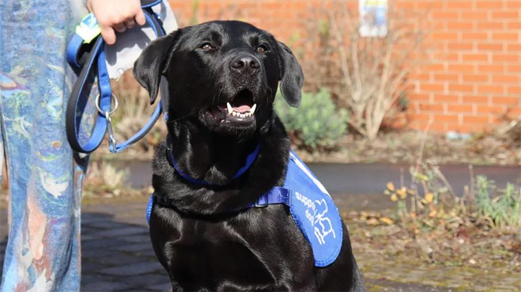 Elie-Mai fick livet tillbaka – tack vare sin specialtränade Labrador