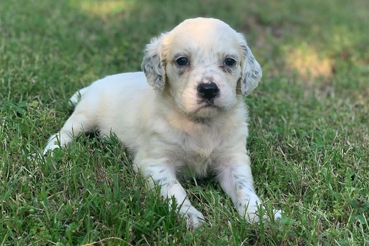 Hundraser: Engelsk Setter