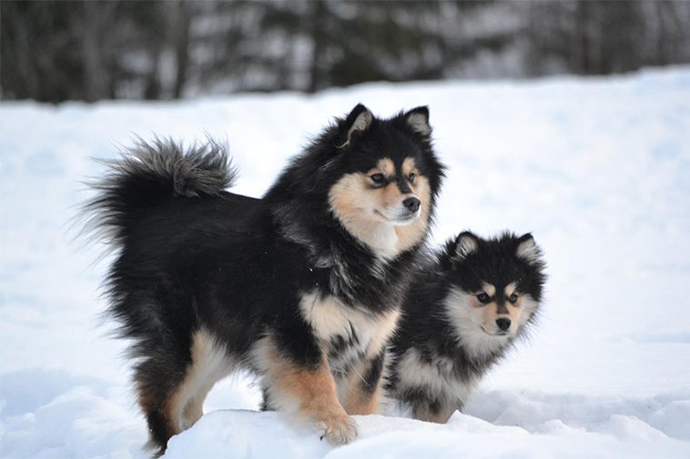 Hundraser: Finsk Lapphund