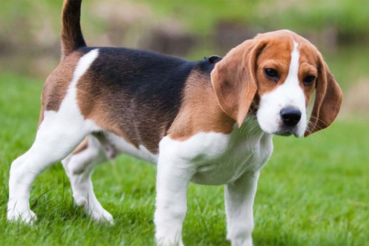 Hundraser: Foxhound 