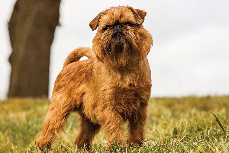 Hundraser: Griffon Bruxellois