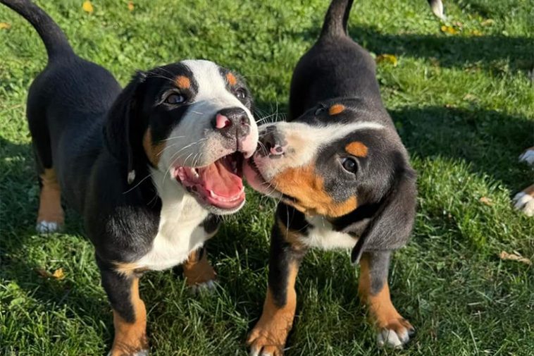 Hundraser: Grosser Schweizer Sennenhund