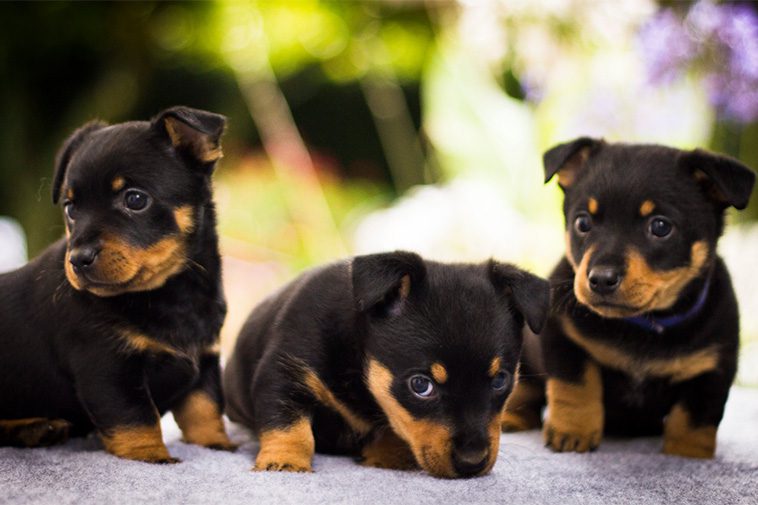 Hundraser: Lancashire Heeler