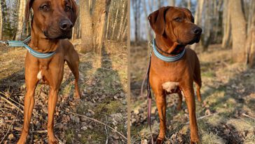 Länsstyrelsen: Två livfulla Rhodesian Ridgeback-damer söker nya ägare – gärna tillsammans
