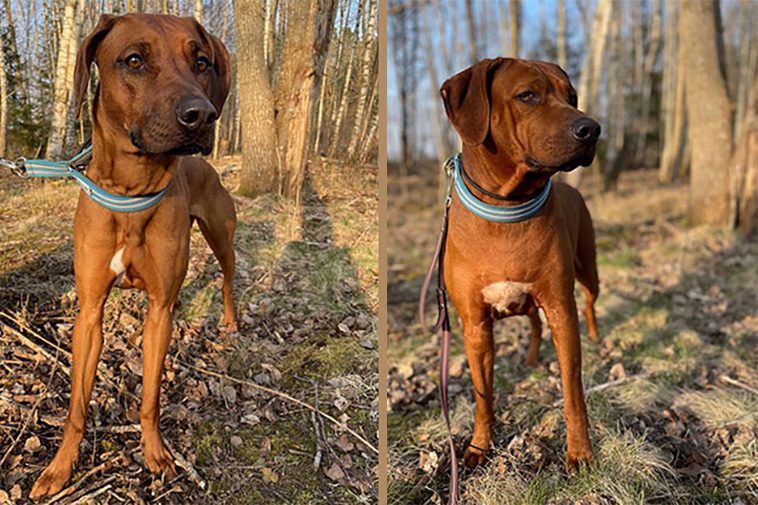 Länsstyrelsen: Två livfulla Rhodesian Ridgeback-damer söker nya ägare – gärna tillsammans