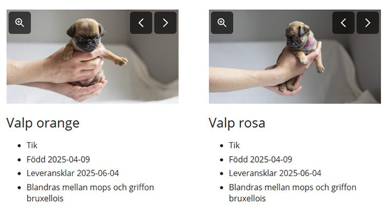 Länsstyrelsen: Sex små liv och deras mamma söker kärleksfulla hem