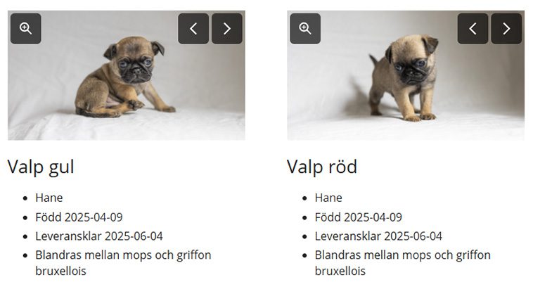 Länsstyrelsen: Sex små liv och deras mamma söker kärleksfulla hem