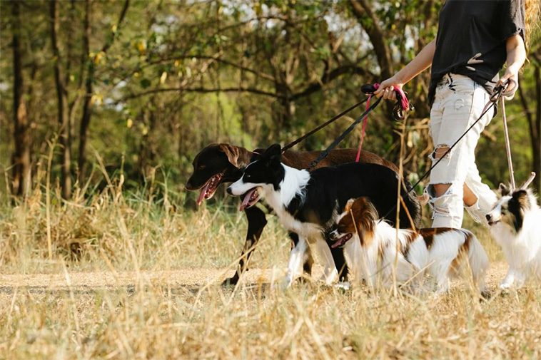 Länsstyrelsens uppmaning: "Viktigt att hålla tillsyn över din hund – särskilt inför sommaren"