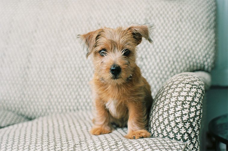 Hundraser: Norfolkterrier