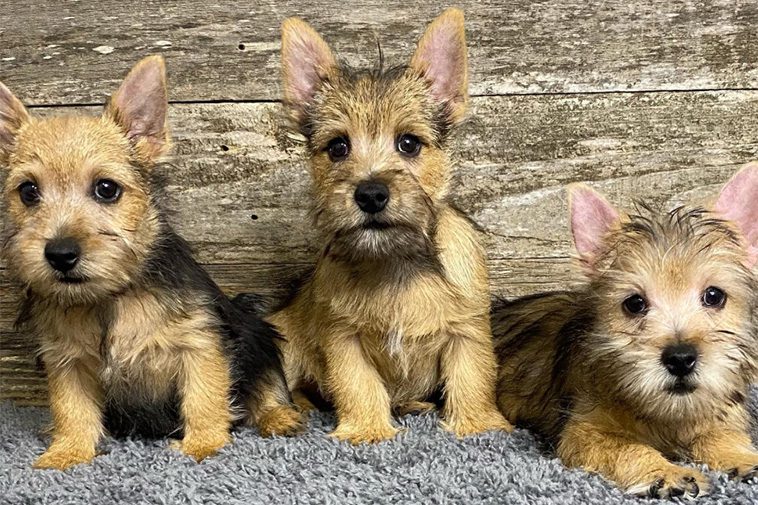 Hundraser: Norwichterrier