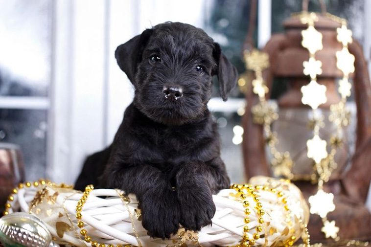 Hundraser: Riesenschnauzer