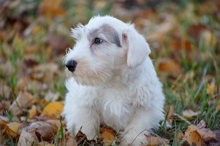 Hundraser: Sealyhamterrier