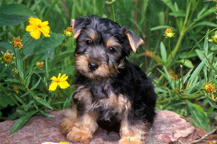 Allt om Australisk Silkyterrier: Egenskaper, ursprung, hälsa och skötsel
