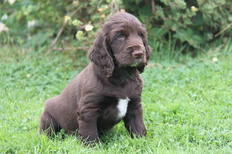 Hundraser: Sussex Spaniel