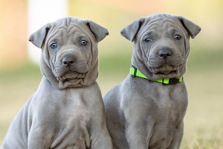 Hundraser: Thai Ridgeback