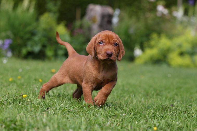 Hundraser: Ungersk Vizsla (korthårig)