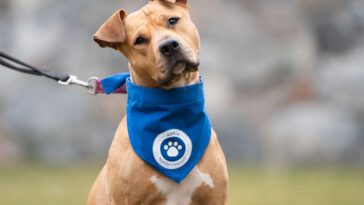 Agria Hundpromenad 2025 – Stöd till utsatta hundar i ökat behov av vård och omsorg