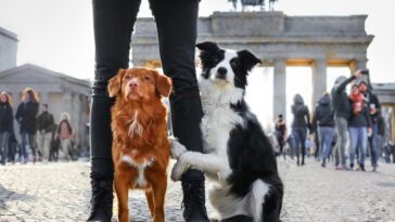 Berlins tysta hunduppror: Över 60 000 hundar lever olagligt
