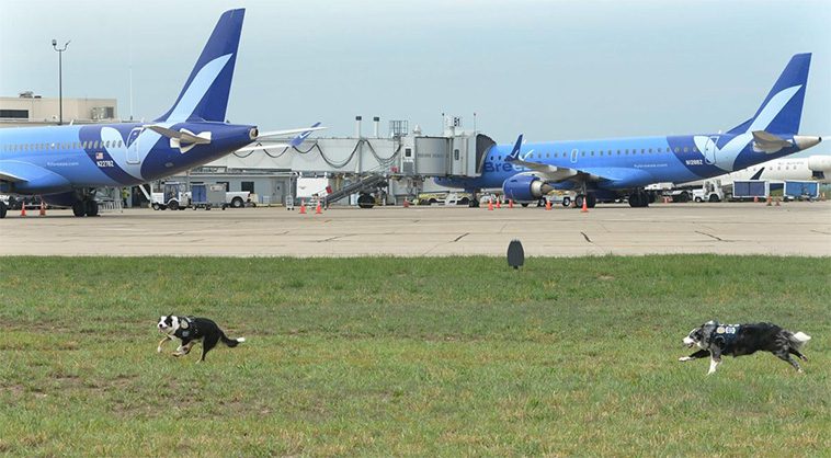 Möt två fyrbenta flygsäkerhetshjältar: Border Collies håller vilda djur borta från landningsbanan