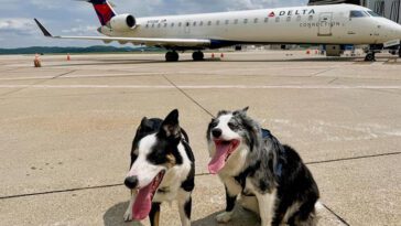 Möt två fyrbenta flygsäkerhetshjältar: Border Collies håller vilda djur borta från landningsbanan