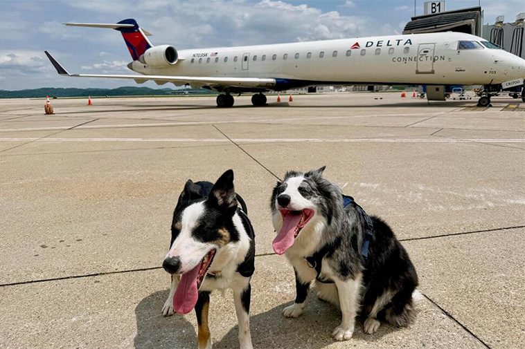 Möt två fyrbenta flygsäkerhetshjältar: Border Collies håller vilda djur borta från landningsbanan