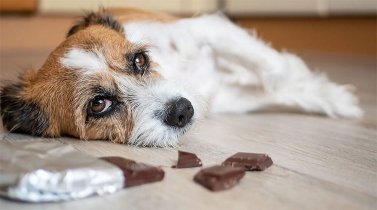 Choklad kastades in på tomt – misstänks vara riktat mot hund