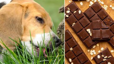 Choklad kastades in på tomt – misstänks vara riktat mot hund