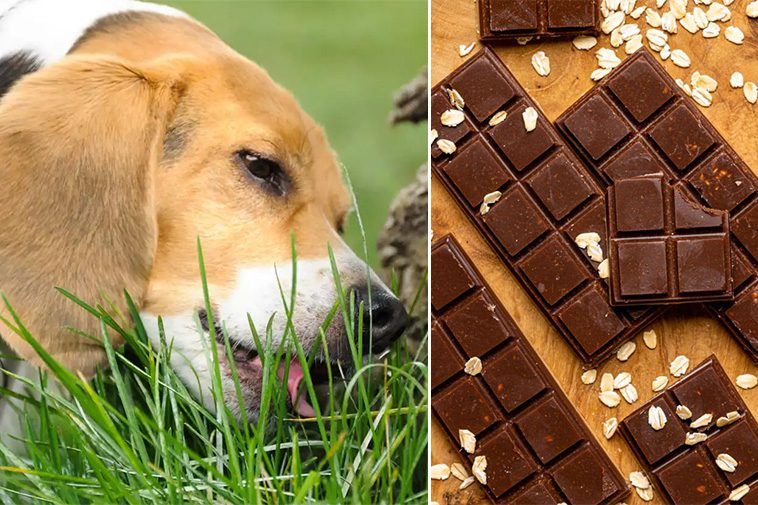 Choklad kastades in på tomt – misstänks vara riktat mot hund