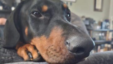 Livsfarligt lekmoment – Dobermann kvävdes nästan av sin boll