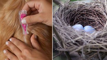 Fästingmedel hotar naturens balans – nervgifter återfinns i både fågelbon och vattendrag