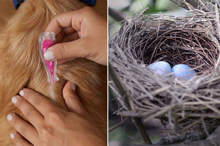 Fästingmedel hotar naturens balans – nervgifter återfinns i både fågelbon och vattendrag