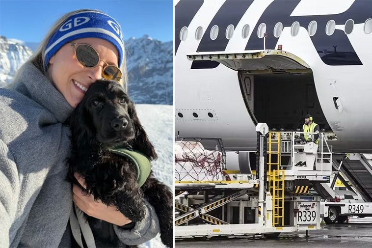 Finnair tappade bort Ennis hund: "Jag trodde aldrig jag skulle få se honom igen"