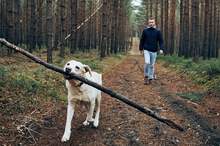 Sju av tio hundägare påstår att deras hund är den största drivkraften för fysisk aktivitet