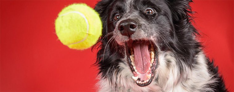 Därför bör du aldrig ge tennisbollar till din hund