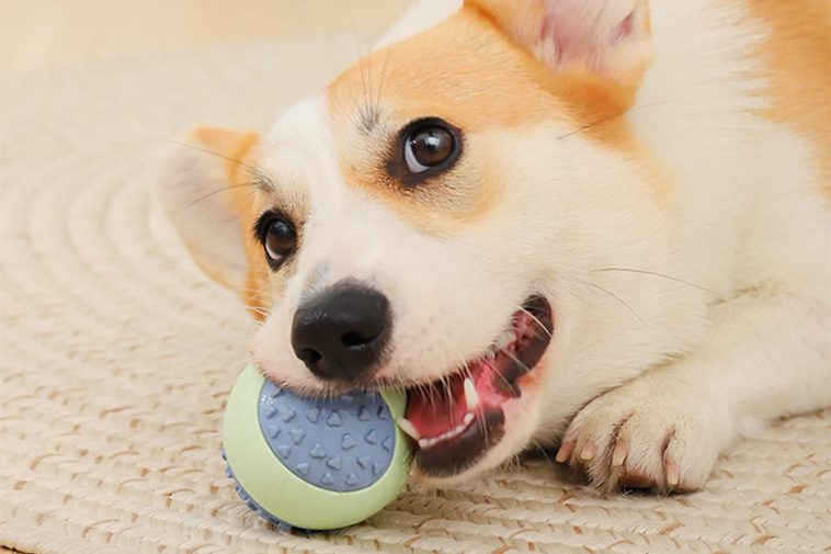 Därför bör du aldrig ge tennisbollar till din hund