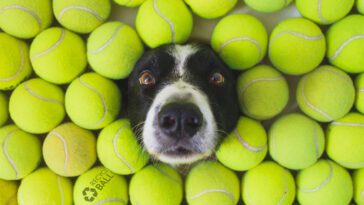 Därför bör du aldrig ge tennisbollar till din hund