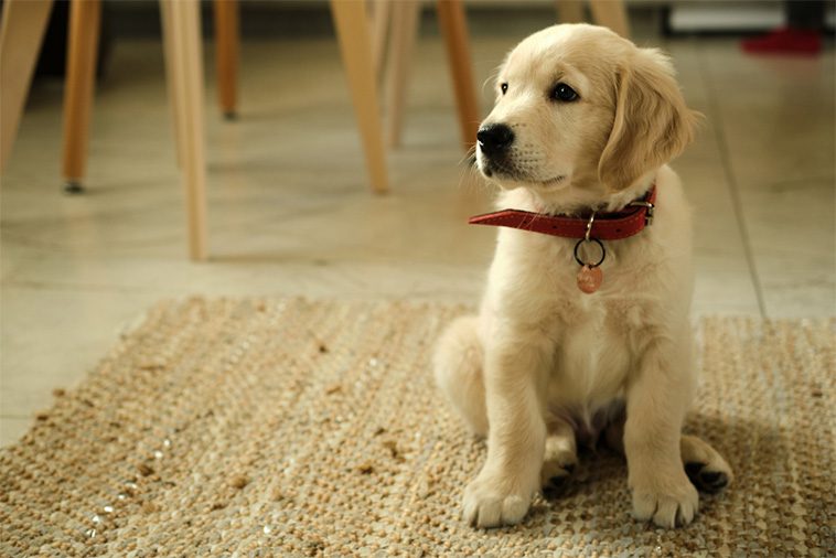 Överraskningen från nätköpet: Trodde han köpte en Golden Retriever – fick en "kött­hund"