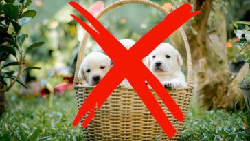 Överraskningen från nätköpet: Trodde han köpte en Golden Retriever – fick en "kött­hund"