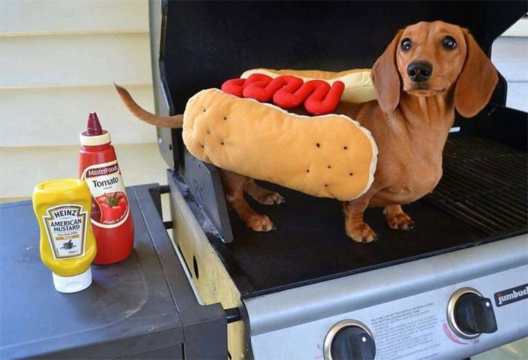 Tre vanliga grillfavoriter som kan vara farliga för din hund