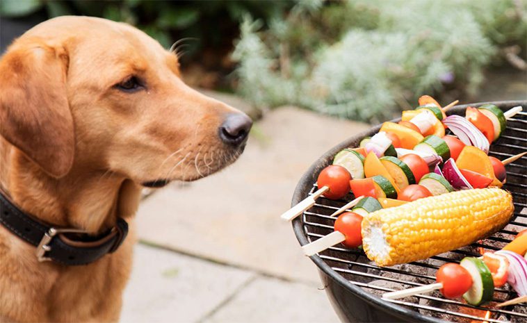 Tre vanliga grillfavoriter som kan vara farliga för din hund