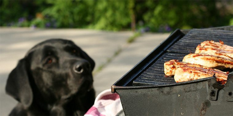 Tre vanliga grillfavoriter som kan vara farliga för din hund