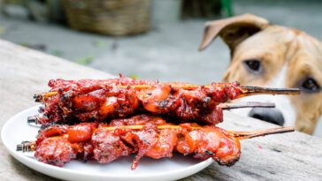 Tre vanliga grillfavoriter som kan vara farliga för din hund