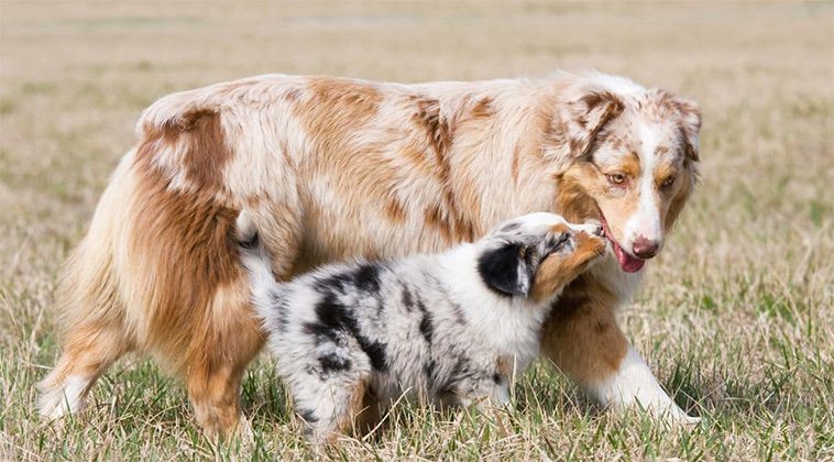 Den fascinerande historien om Australian Shepherd – En hund med oöverträffad energi och intelligens